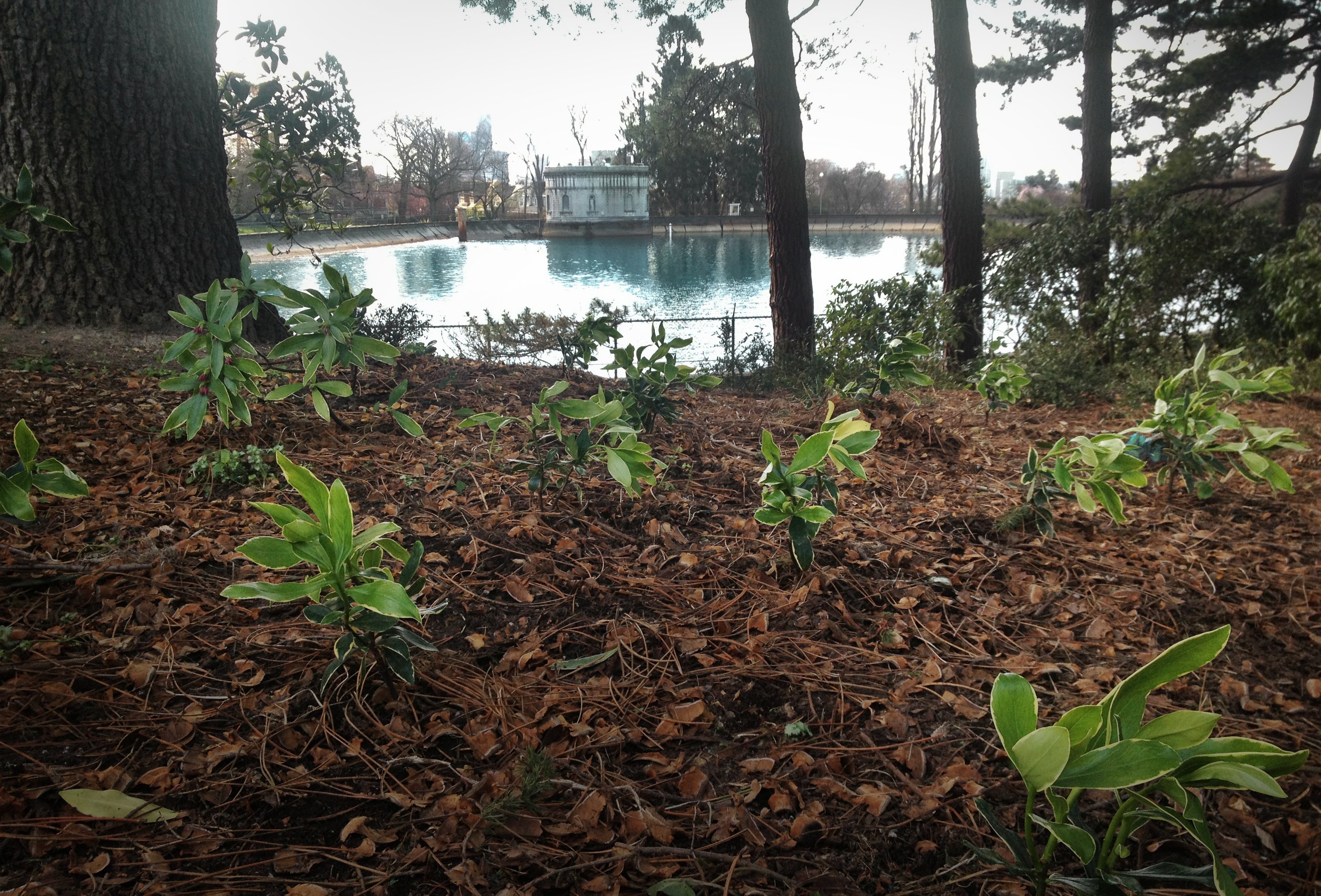 color photo of newly planted wooded area, with view to reservoir and pump house in background