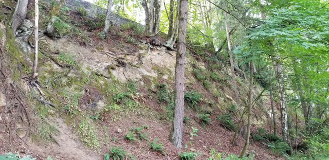 photo of sheer wooded slope