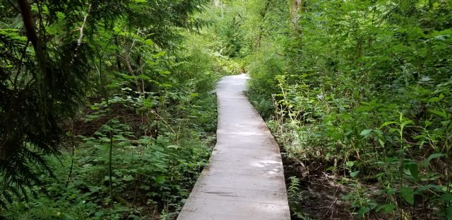 photo of long boardwalk through dense undergrowth