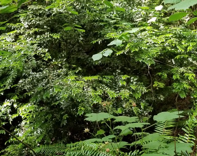 photo of vegetation
