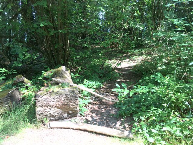photo of logs and branches blocking path