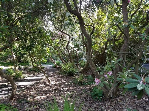 Landscape of the Arboretum in dappled sun.